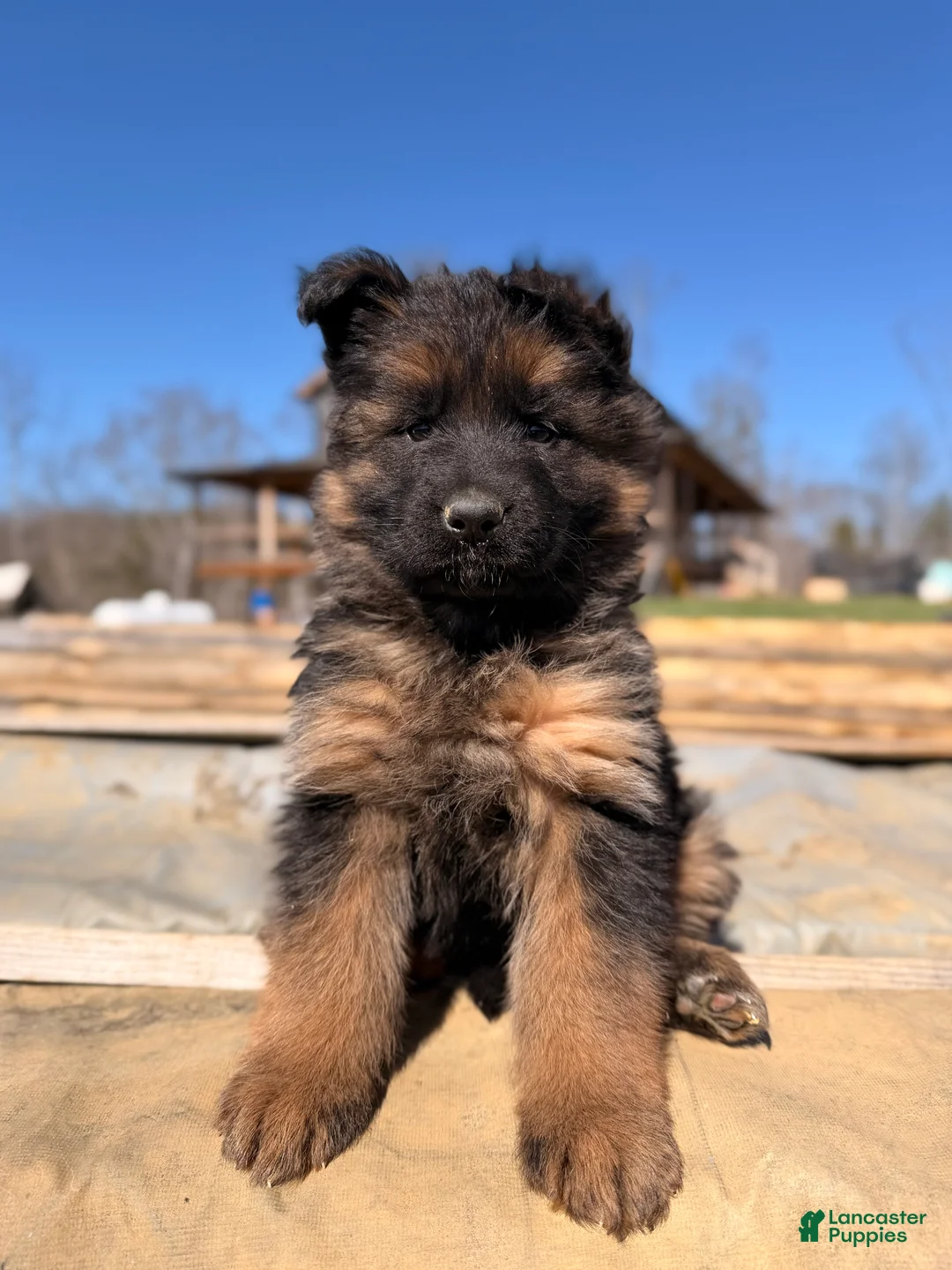 German Shepherd dogs for sale: German Shepherd Puppy 2 - Ad 1