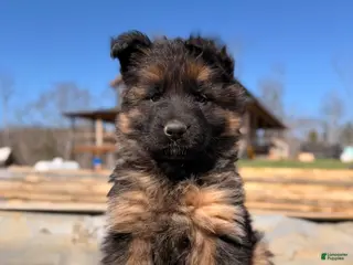 German Shepherd dogs German Shepherd Puppy 2 - Ad 35