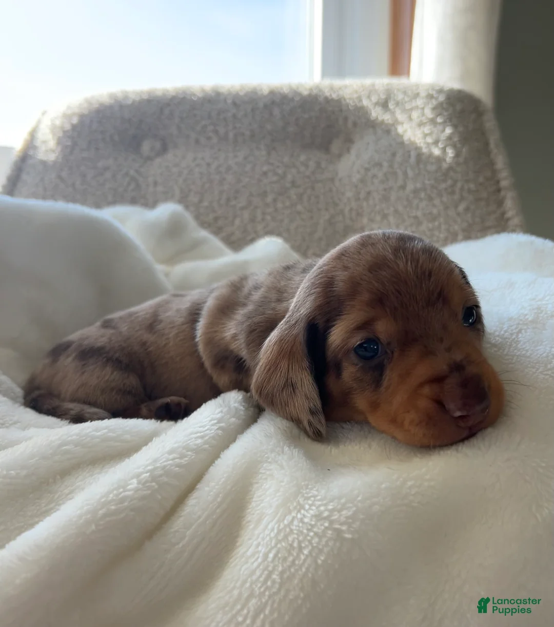 Miniature Dachshund dogs for sale: Dasher - Ad 10
