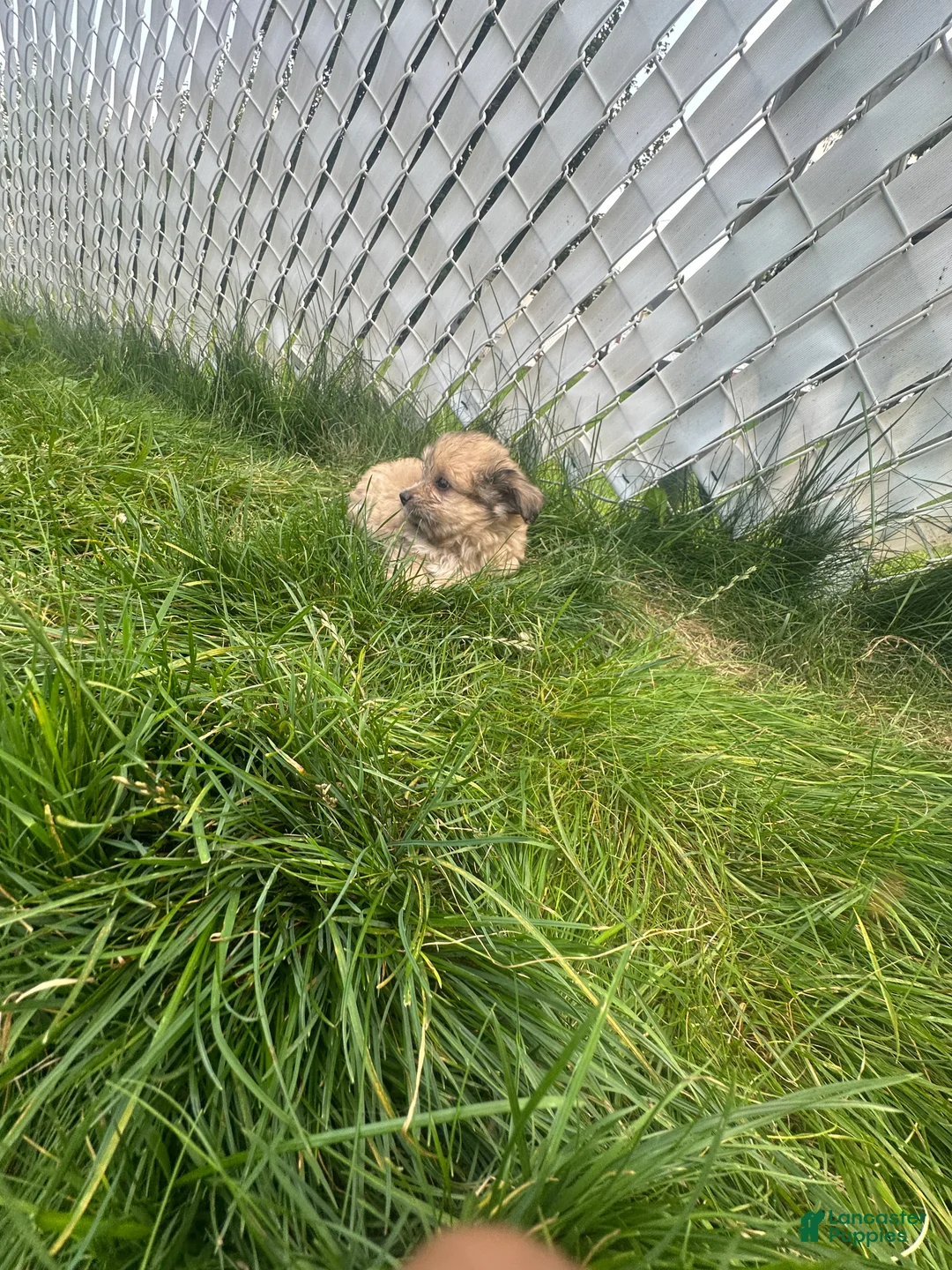 Mixed Breed dogs for sale: Mixed Breed 1 - Ad 1