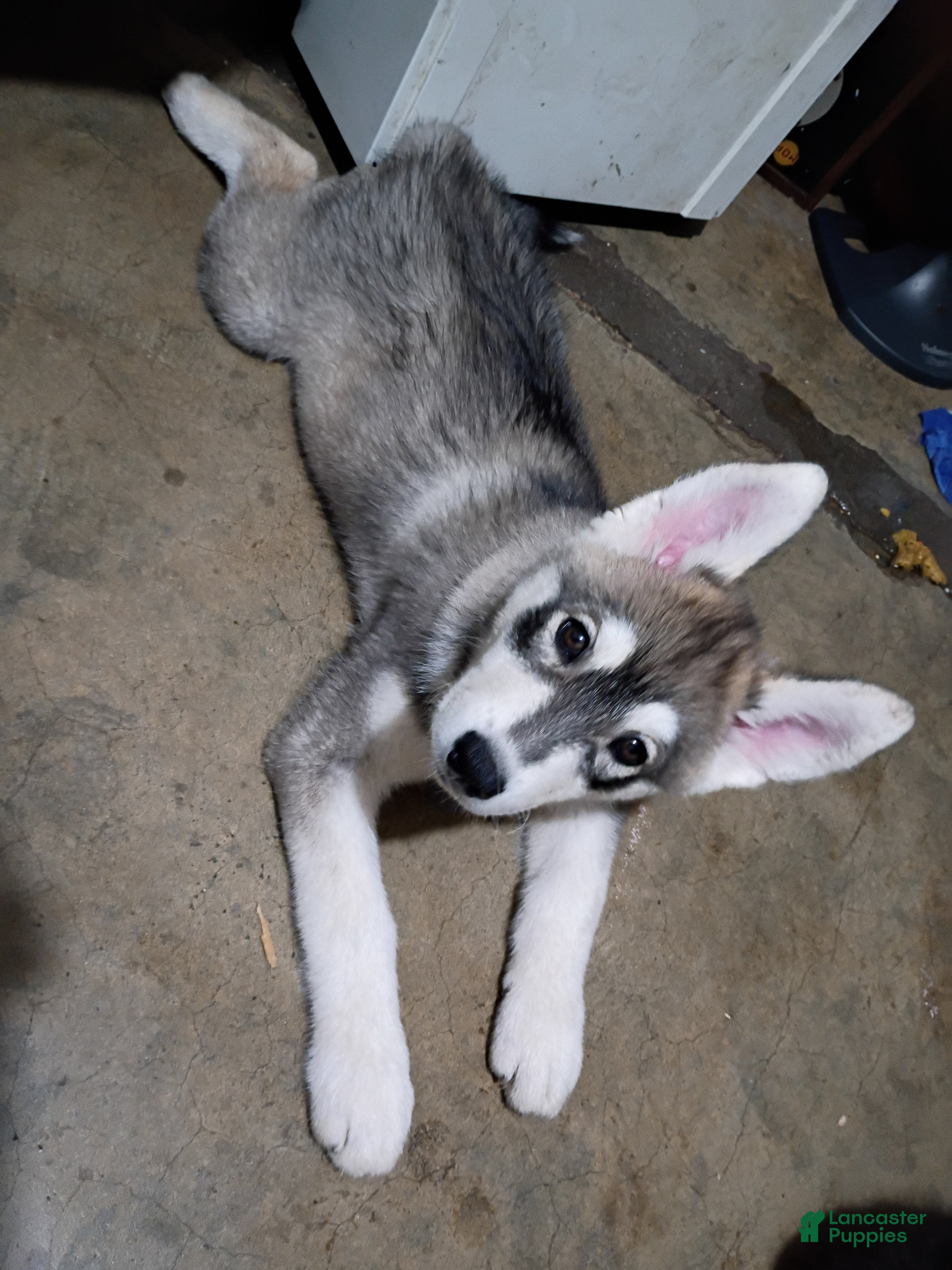Siberian Husky dogs Siberian Husky 2 - Ad 1
