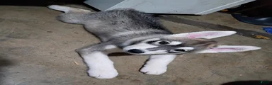 Siberian Husky 2