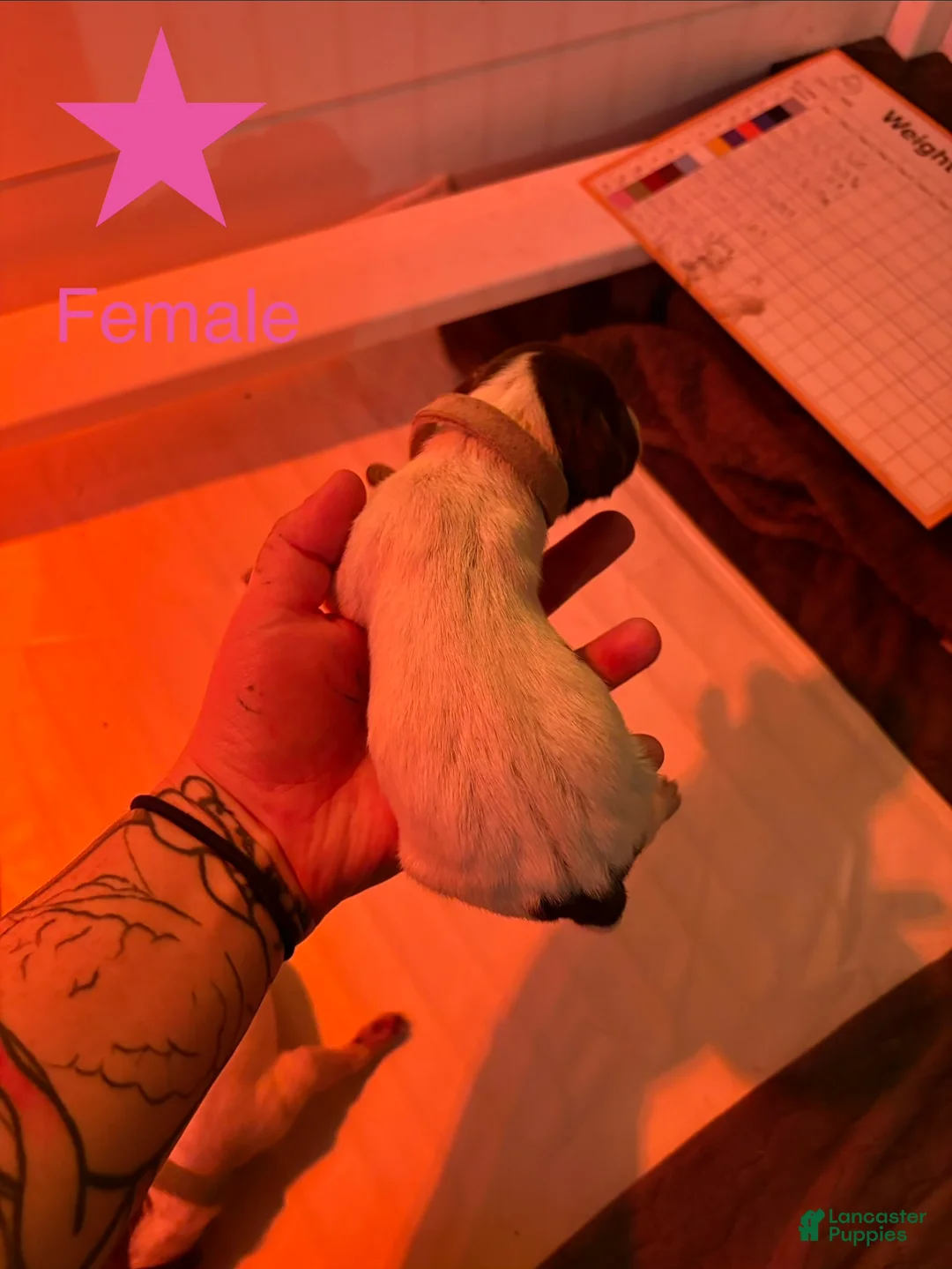 German Shorthaired Pointer dogs for sale: Rosie - Ad 2