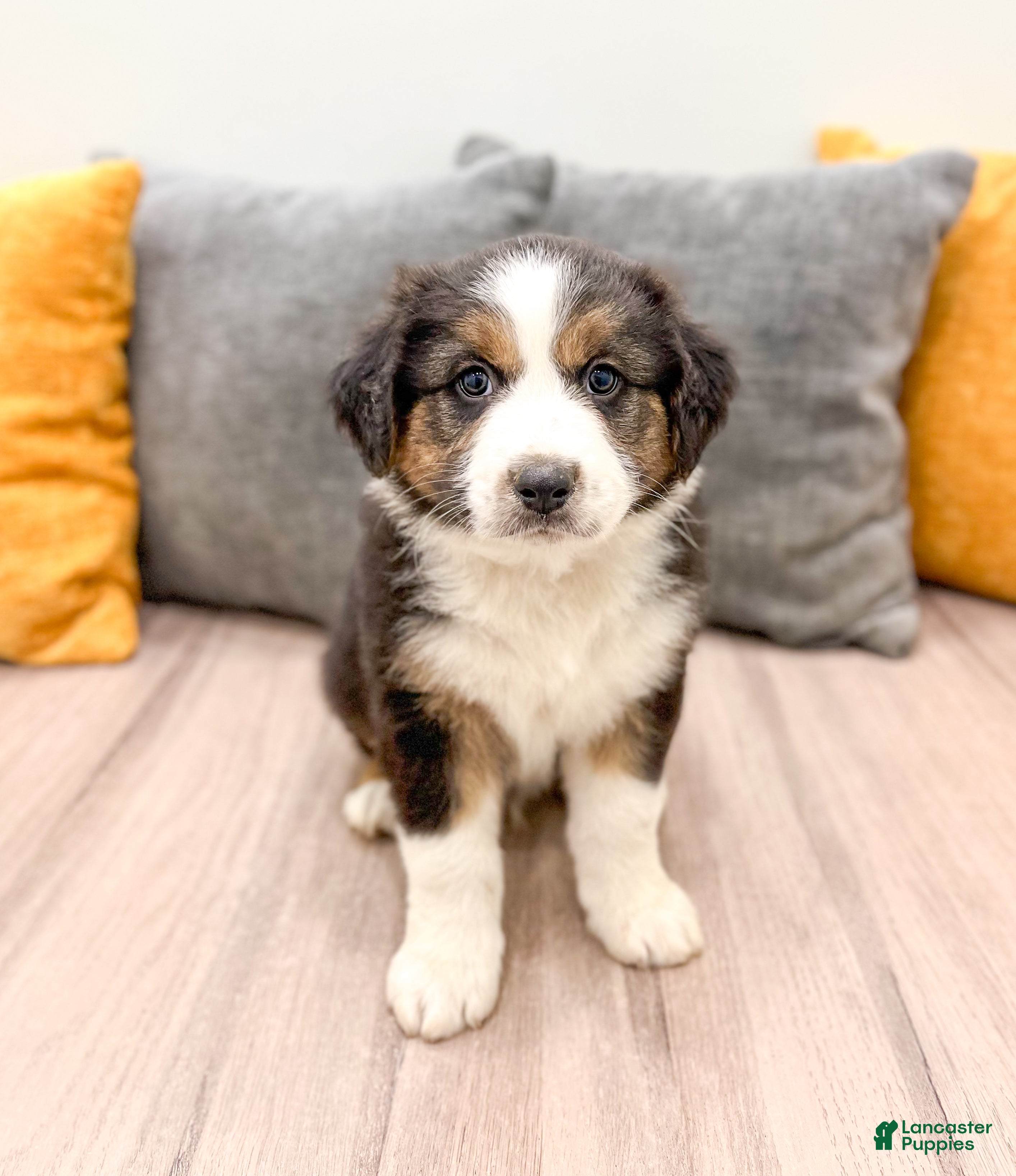 Australian Shepherd Puppies for sale under $500 Lancaster Puppies