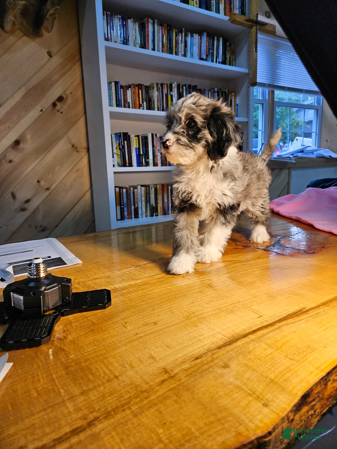 Mixed Breed dogs for sale: Skylar - Ad 3