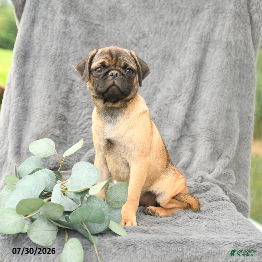 Pug dogs Hope - Ad 1