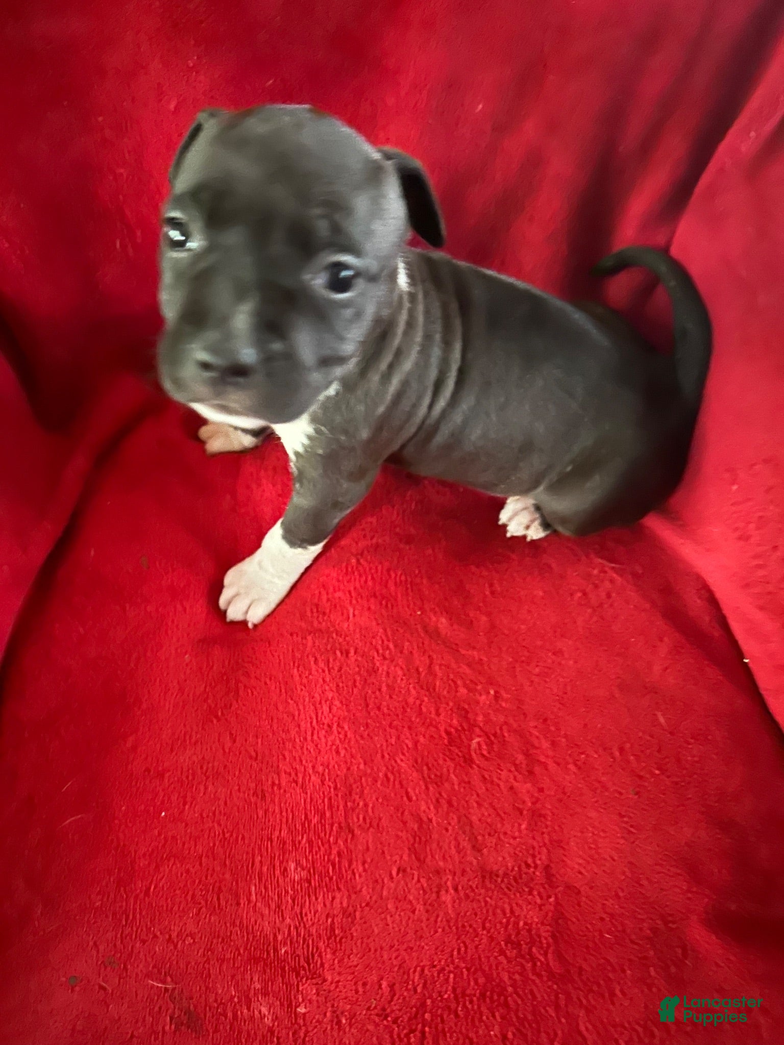 American Staffordshire Terrier dogs American Staffordshire Terrier 2 - Ad 1