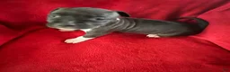 American Staffordshire Terrier dogs for sale: American Staffordshire Terrier 2 - Ad 1