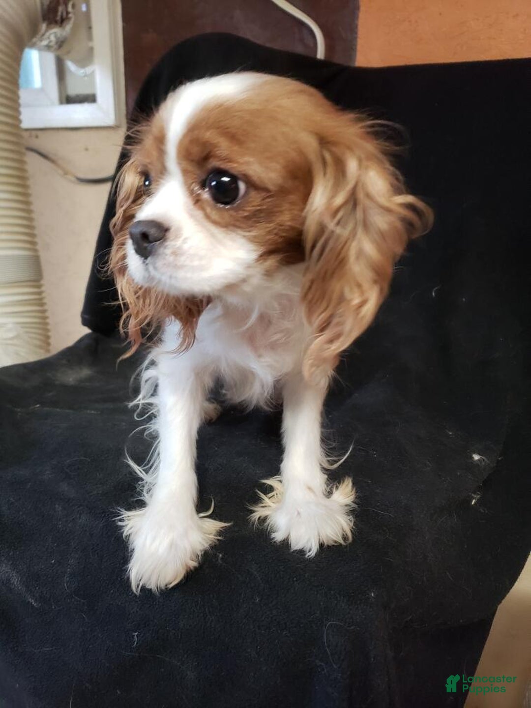 Cavapoo dogs for sale: Cavapoo Puppy 2 - Ad 3