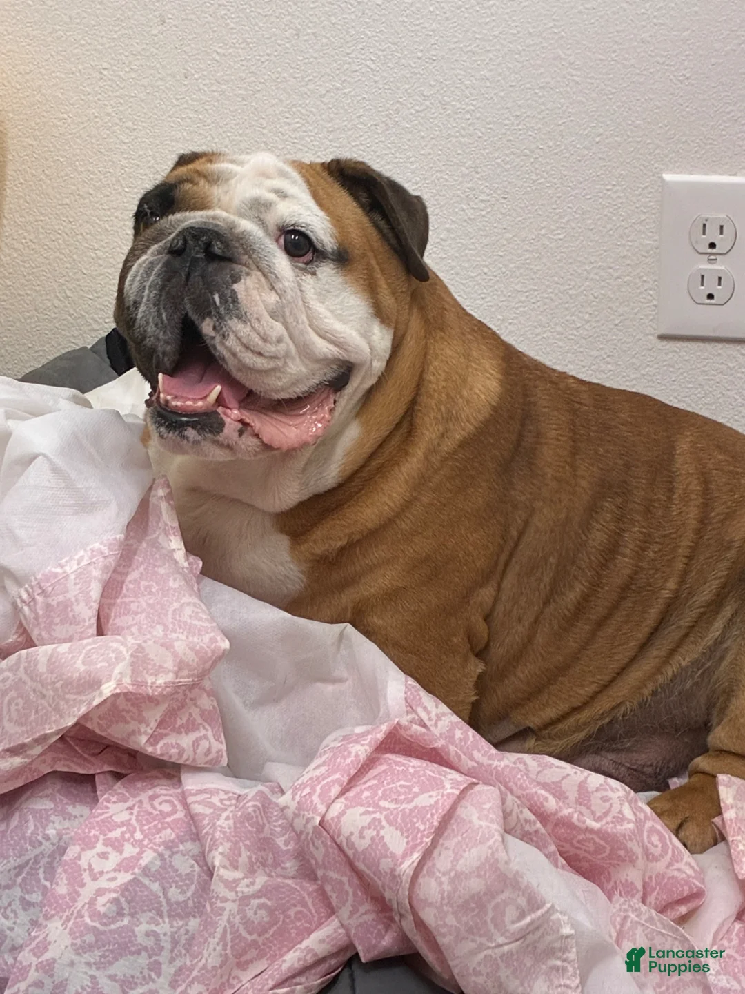 Mixed Breed dogs for sale: Bulldog Breed Puppy 4 - Ad 2