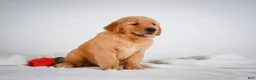 Golden Retriever dogs for sale: Roscoe - Ad 6