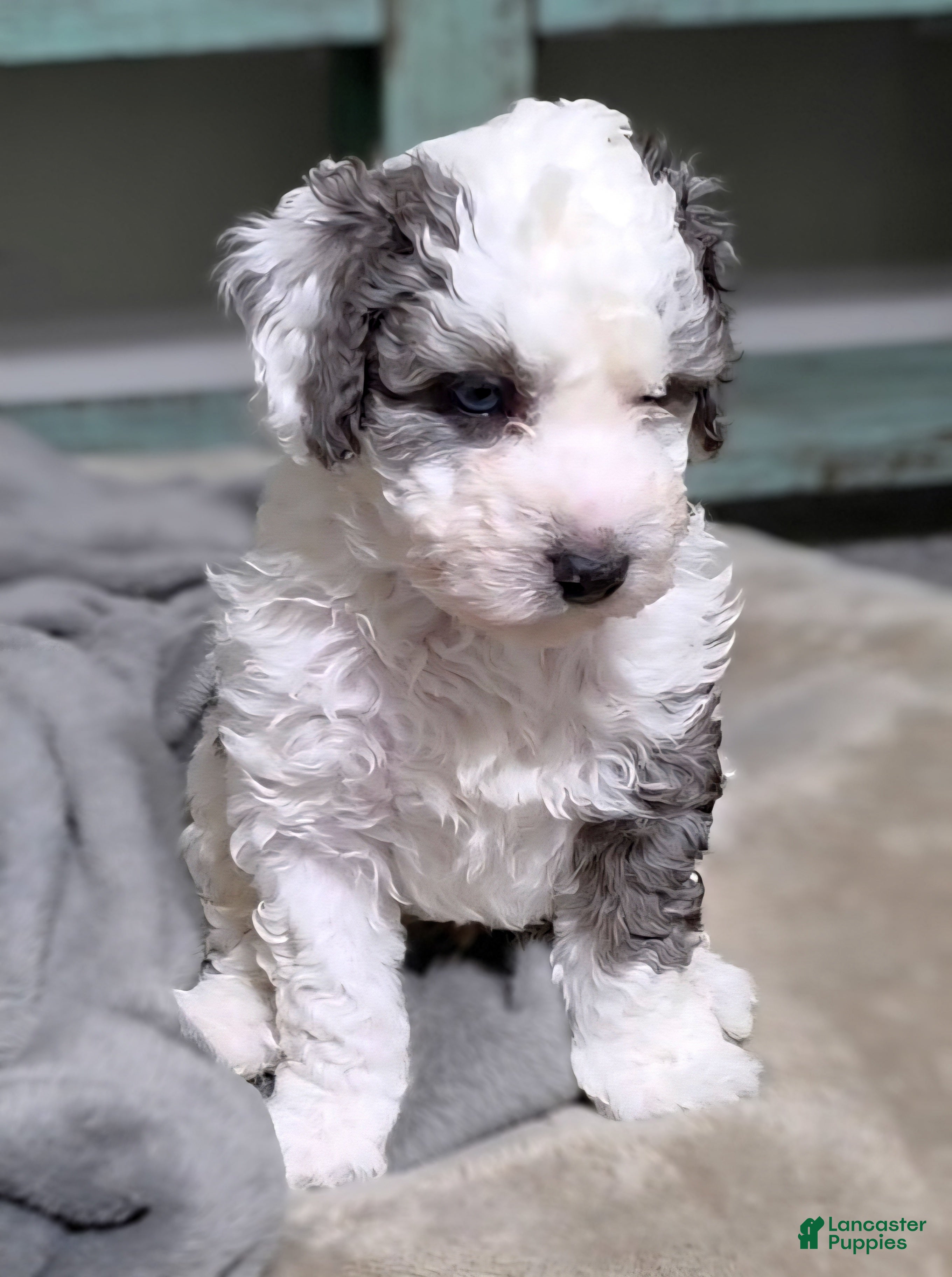 Mini Bernedoodle dogs Blue - Ad 15