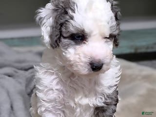 Mini Bernedoodle dogs Blue - Ad 8