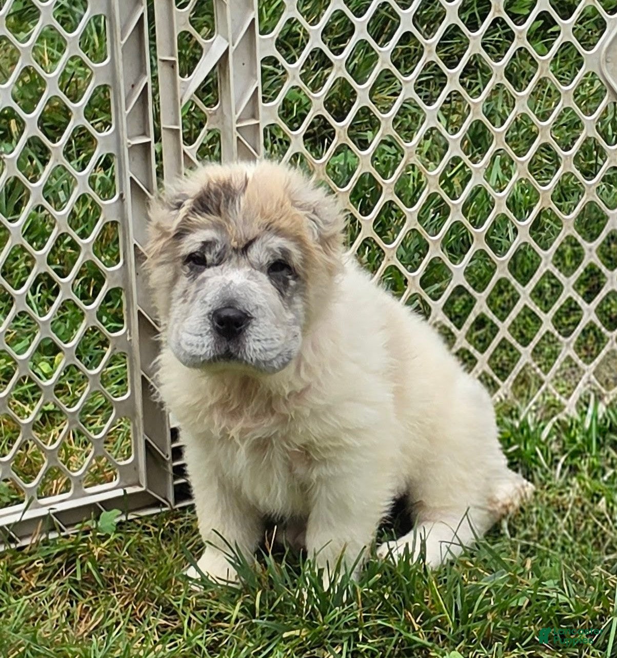 Shar Pei dogs Nova  - Ad 2