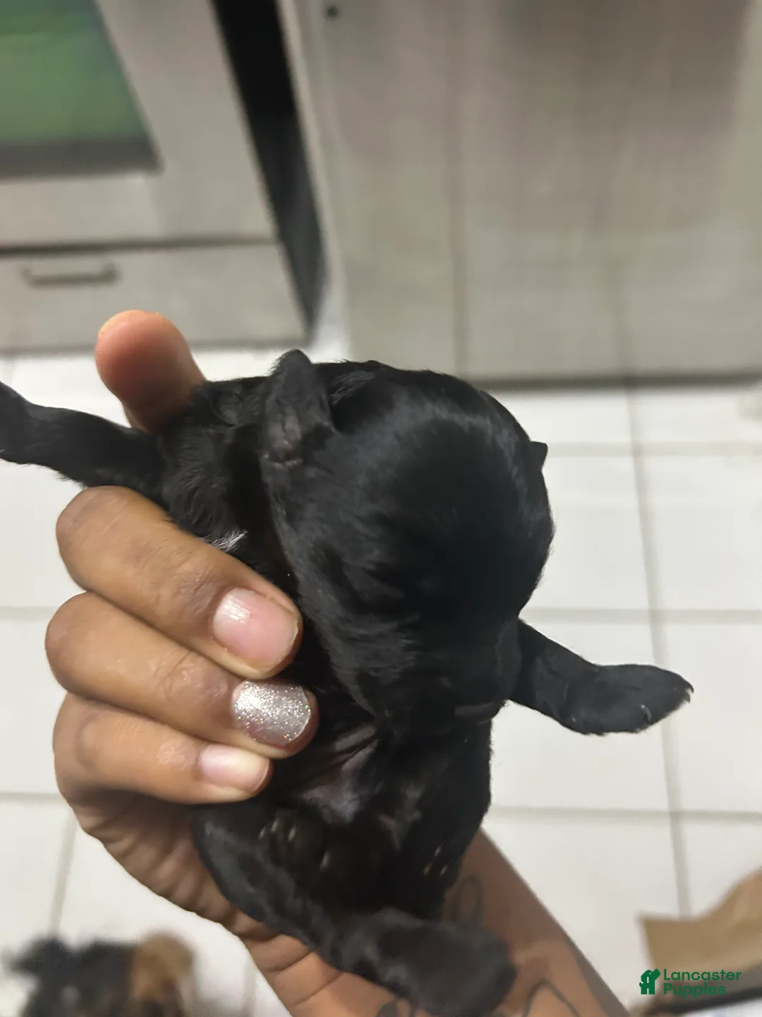 Cavapoo dogs for sale: Cavapoo Puppy 4 - Ad 1
