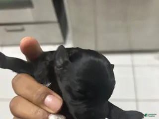 Cavapoo dogs Cavapoo Puppy 4 - Ad 14