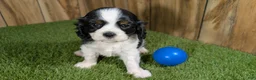 Cavalier King Charles Spaniel dogs for sale: Gracie Boy 1 - Ad 10