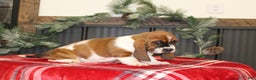 Basset Hound dogs for sale: Casey - Ad 3