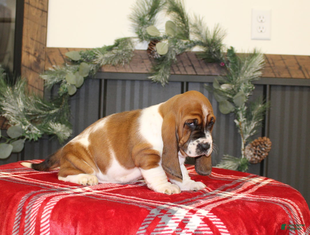 Basset Hound dogs for sale: Casey - Ad 3