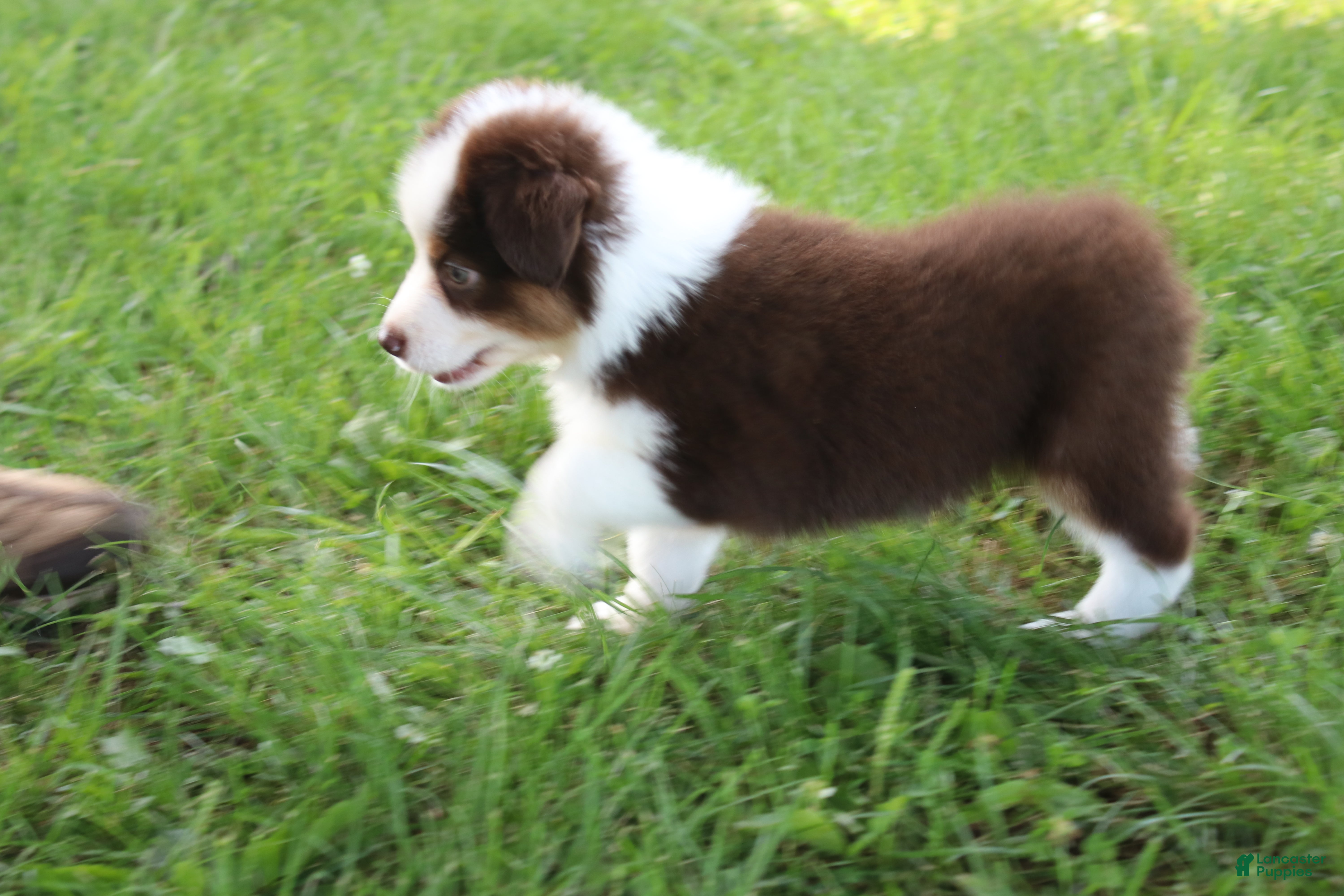Australian Shepherd dogs Sandy - Ad 16