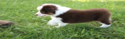 Australian Shepherd dogs for sale: Sandy - Ad 1