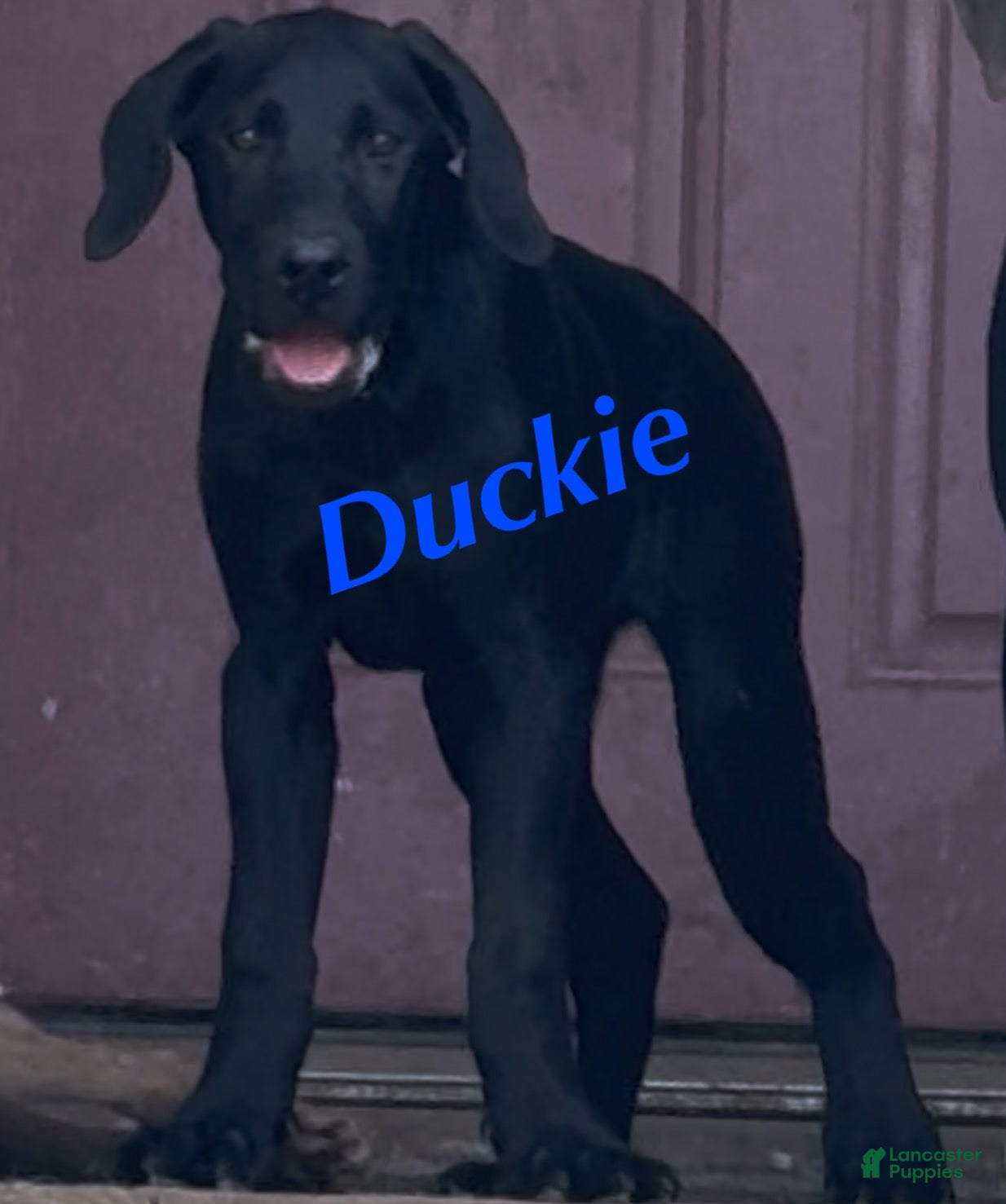 Labrador Retriever dogs Labrador Retriever Puppy 1 - Ad 7