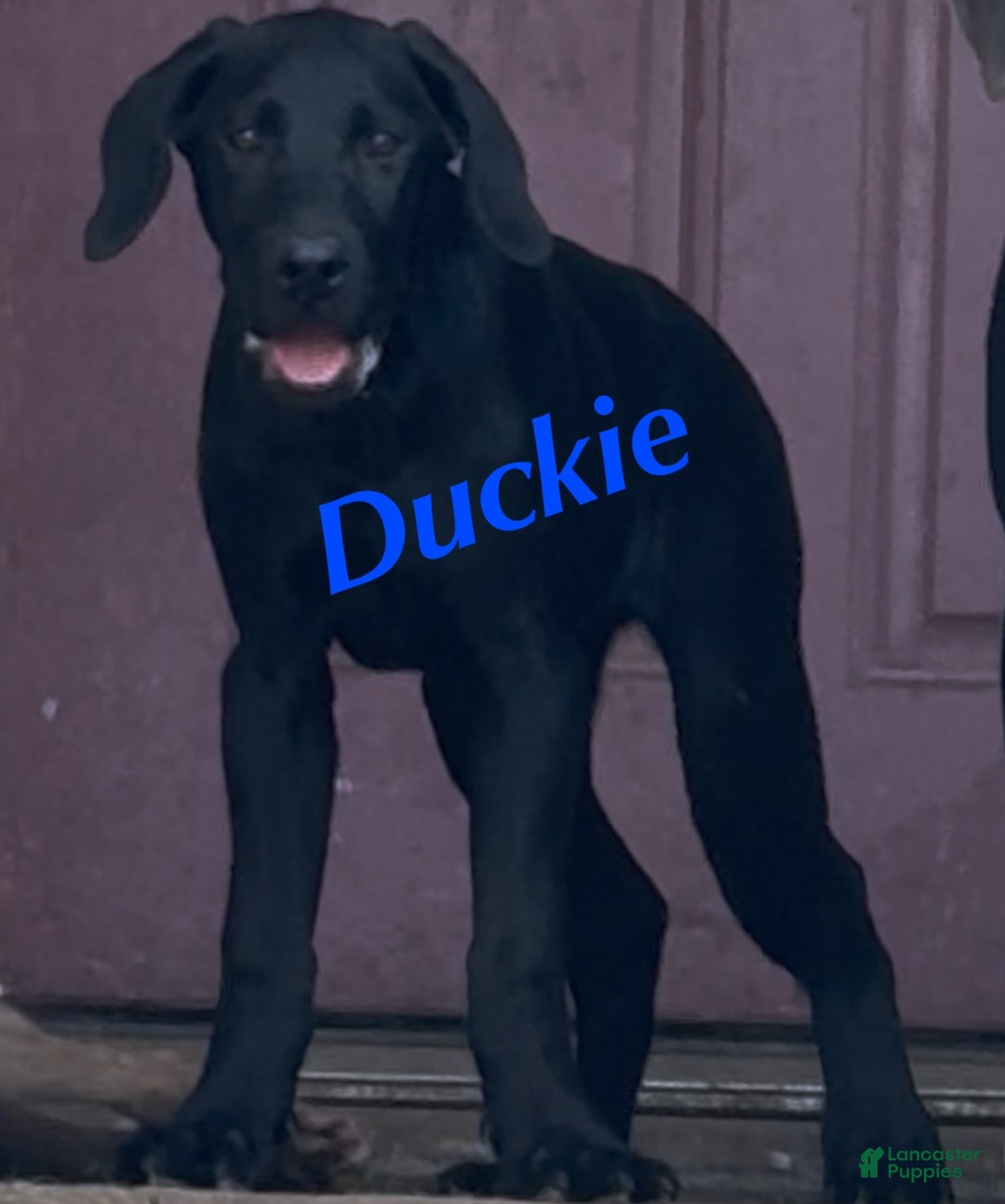 Labrador Retriever dogs for sale: Labrador Retriever Puppy 1 - Ad 1