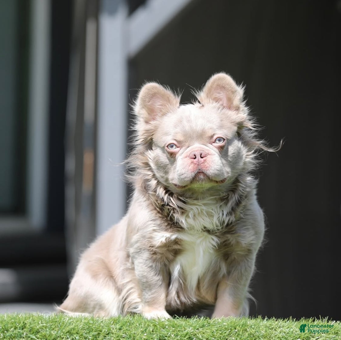 French Bulldog dogs Casper - Ad 1
