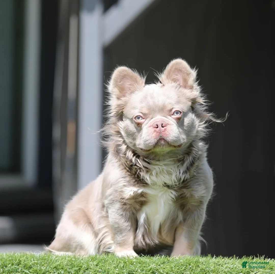 French Bulldog dogs for stud: Casper - Ad 1