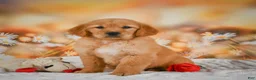 Golden Retriever dogs for sale: Honey - Ad 4