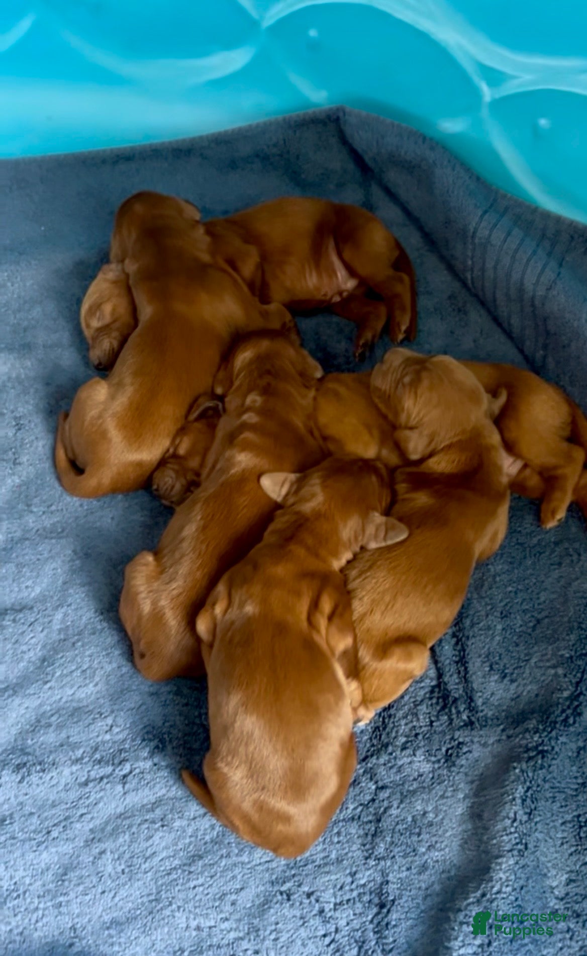 Irish Setter dogs Irish Setter Puppy 1 - Ad 4