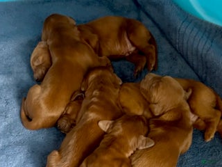 Irish Setter dogs Irish Setter Puppy 1 - Ad 21
