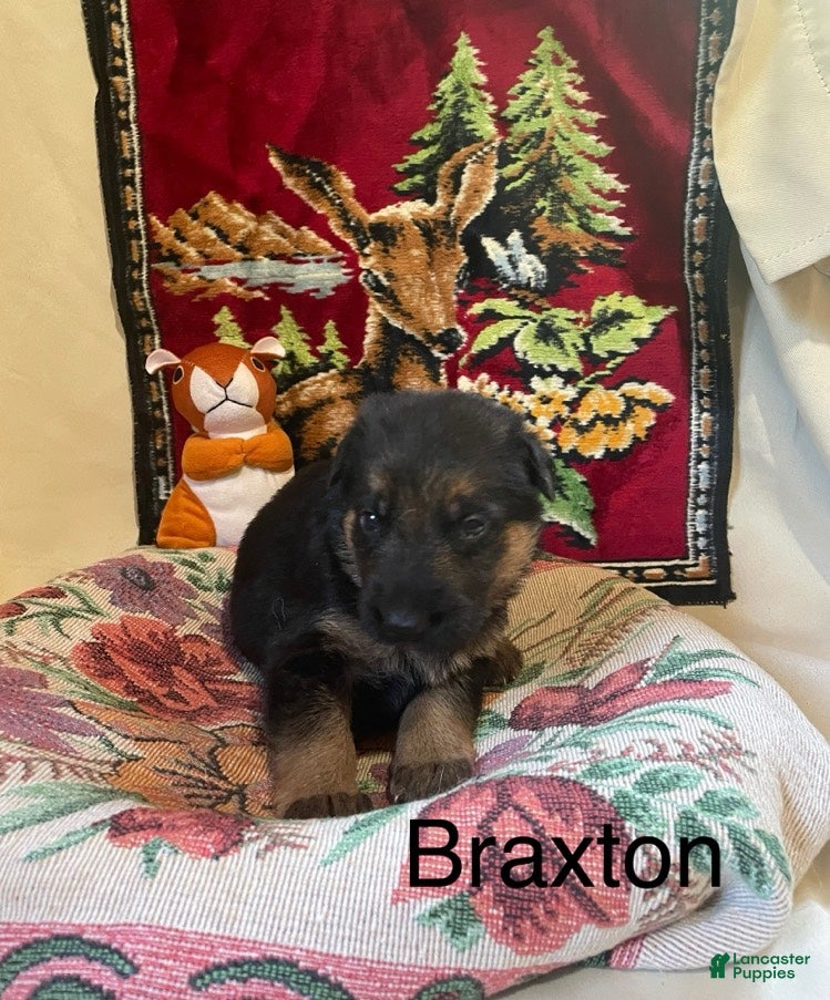 German Shepherd dogs Braxton - Ad 1