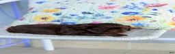Shih Tzu dogs for sale: Yogi Bear - Ad 4