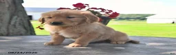 Golden Retriever dogs for sale: Tansy - Ad 1