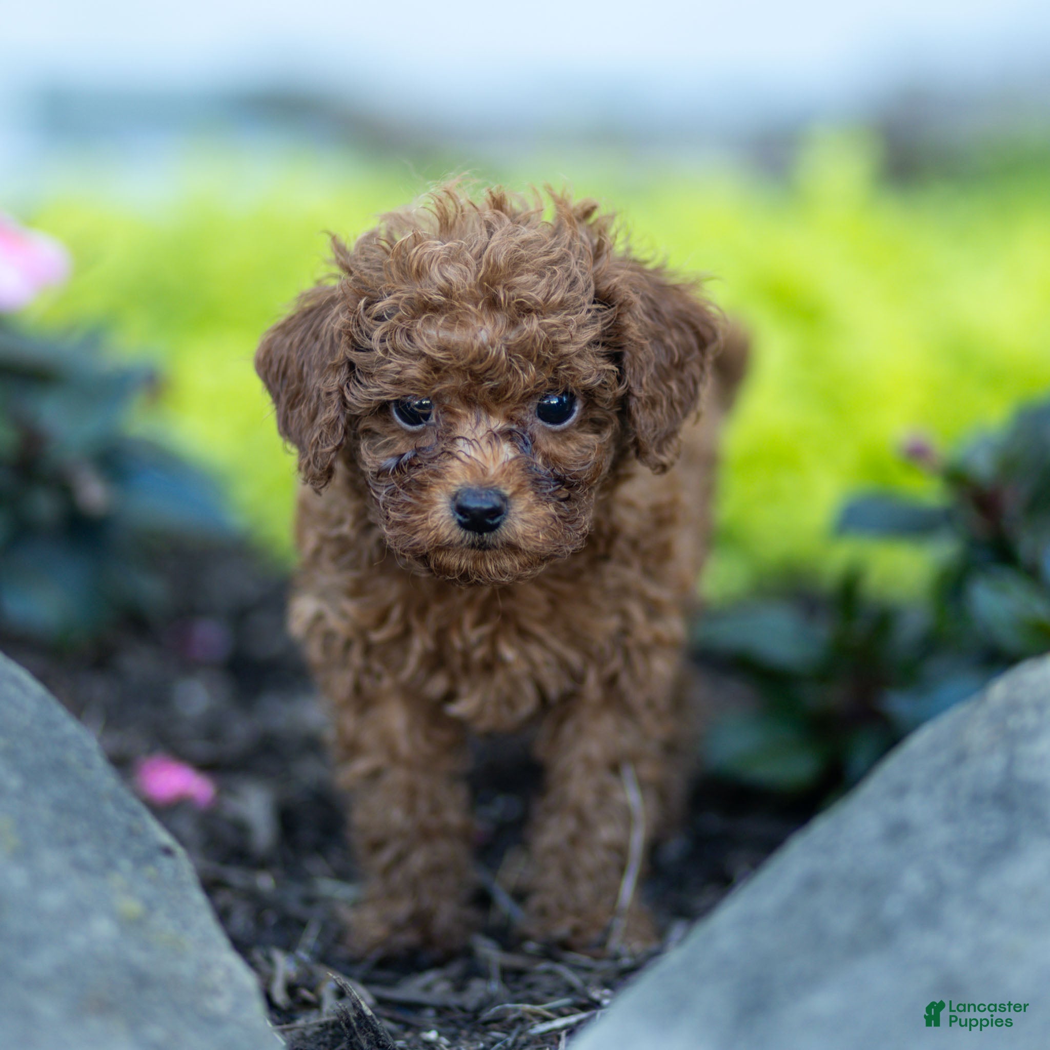 Toy Poodle dogs Guther Toy Poodle  - Ad 2