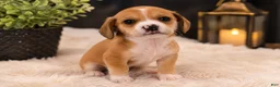 Pomchi dogs for sale: Star  - Ad 1