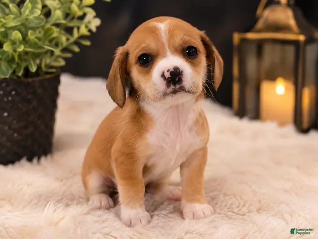 Pomchi dogs for sale: Star - Ad 39