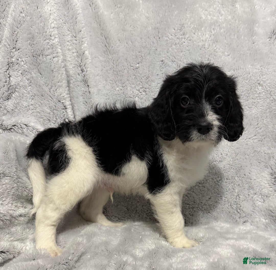 Mixed Breed dogs for sale: Cole - Ad 3