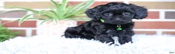 Cavapoo dogs for sale: Onyx - Ad 7