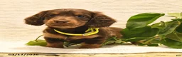 Miniature Dachshund dogs for sale: Waylan - Ad 5