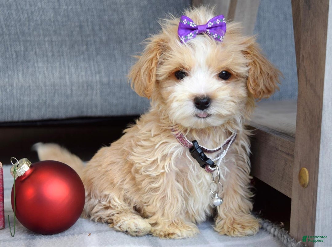 Maltipoo dogs for sale: Flo  - Ad 3