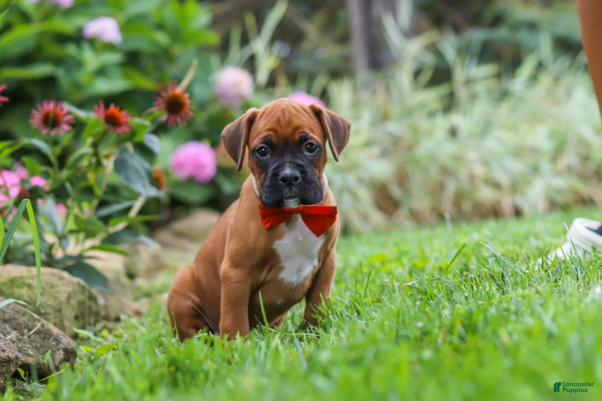 Boxer dogs for sale: Rascal - Ad 3