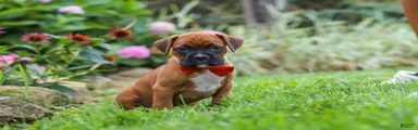 Rascal