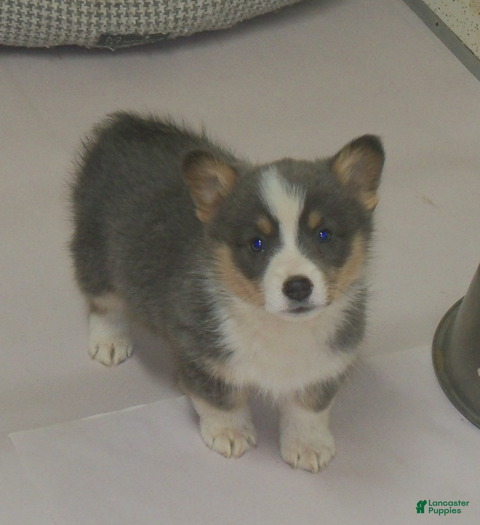 Welsh Corgi Pembroke dogs Danny - Ad 9