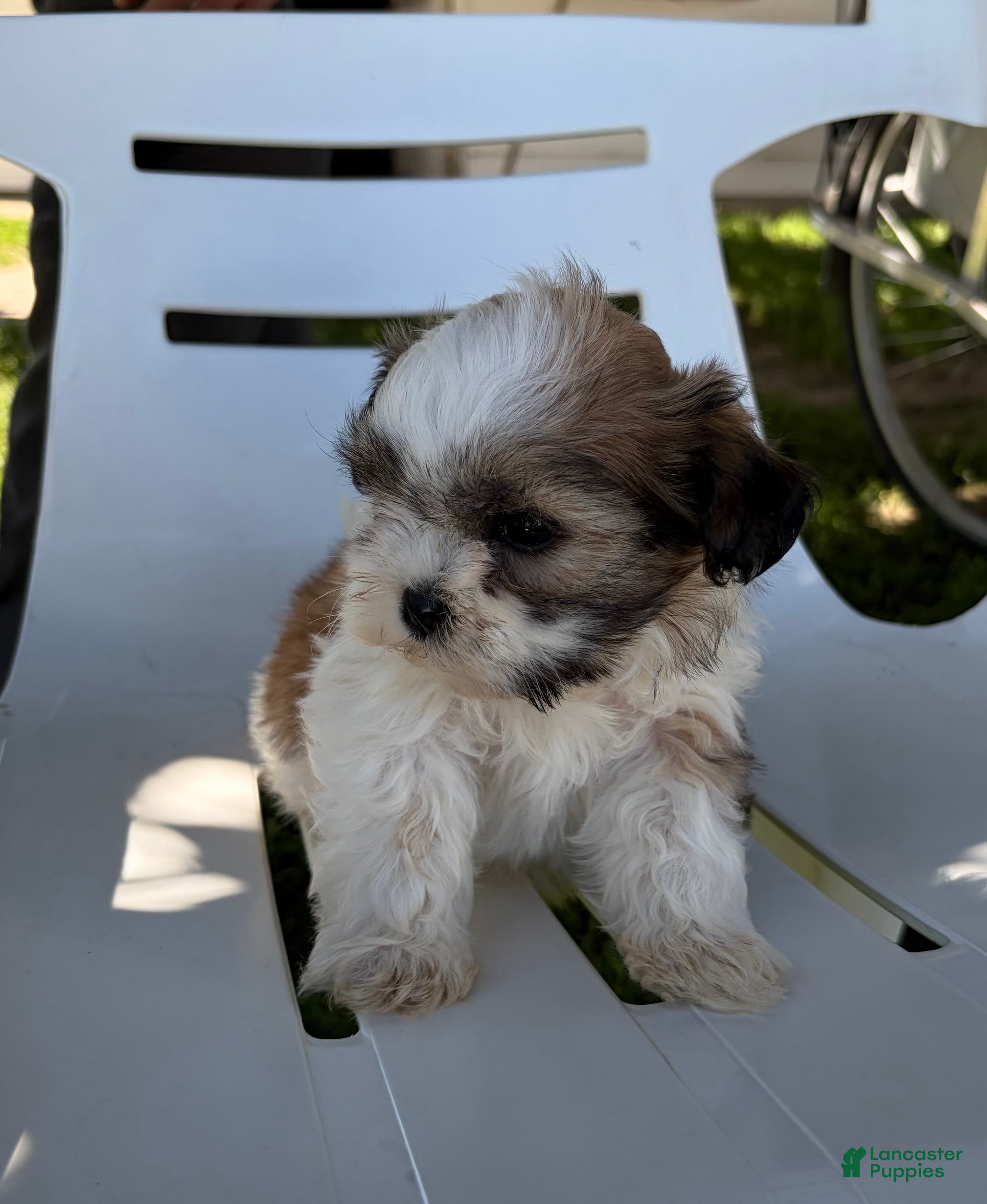 Mixed Breed dogs Vino - Ad 2