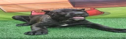 Cane Corso dogs for sale: SKY - Ad 13