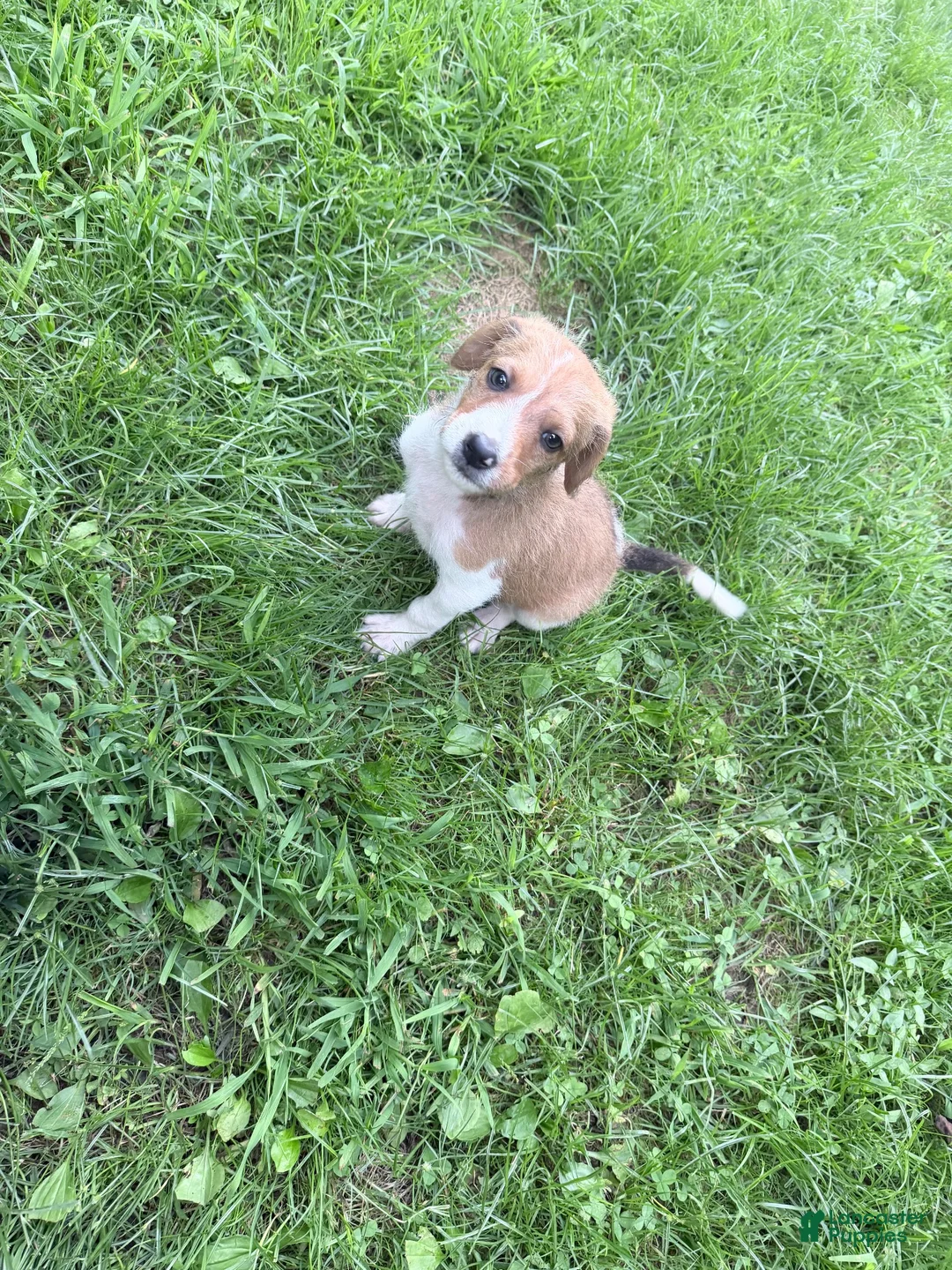 Mixed Breed dogs for sale: Liberty Liberty Liberty - Ad 15