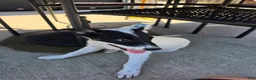 Mixed Breed dogs for sale: Bandit - Ad 1