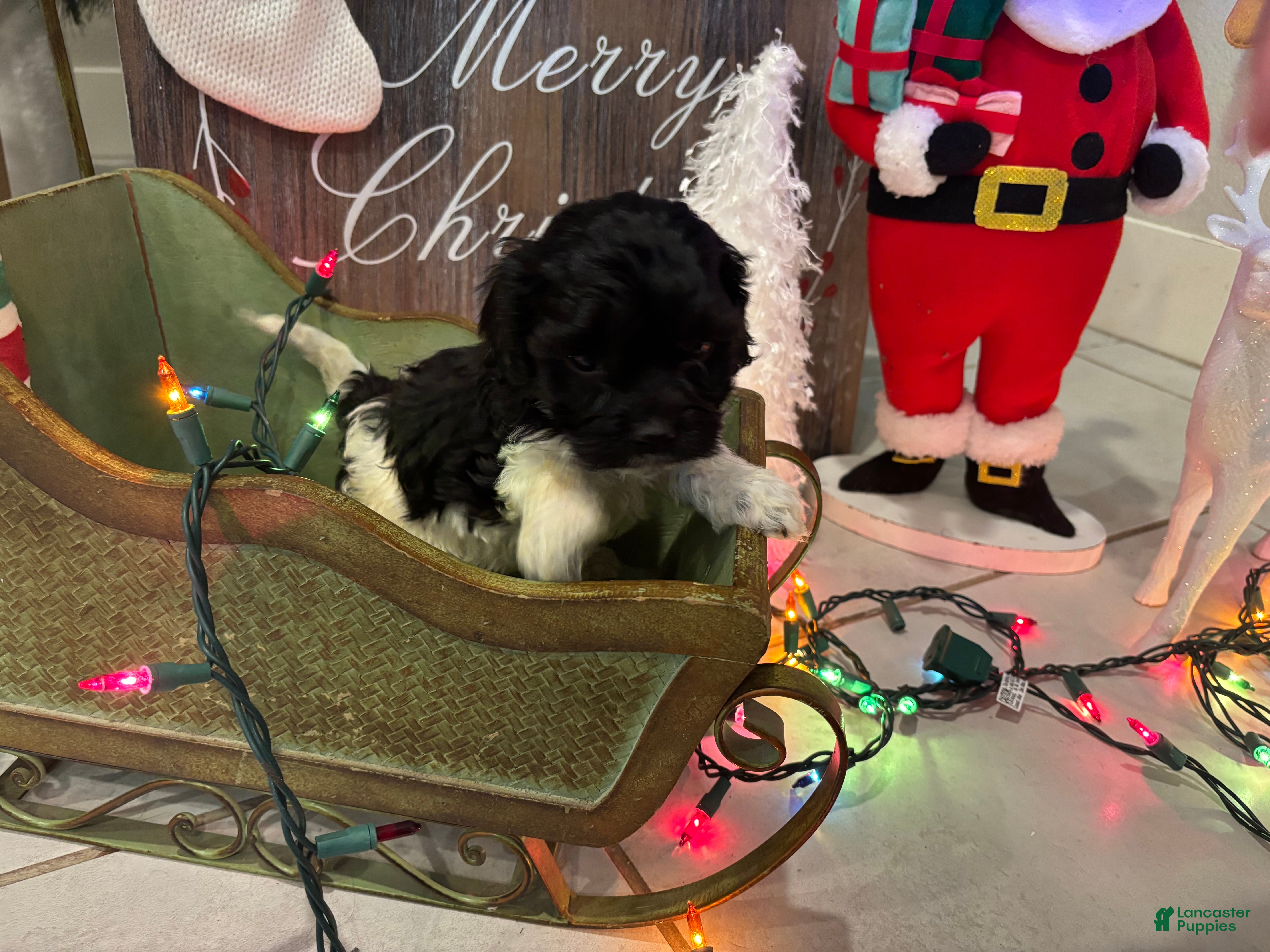 Cockapoo dogs Cockapoo Puppy 1 - Ad 11